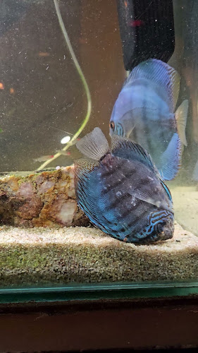 Comentarii opinii despre Utopia