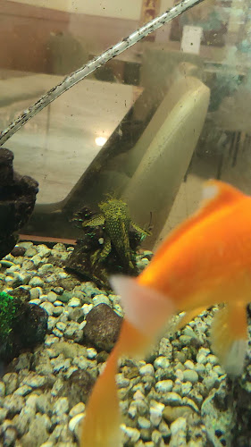 Opinii despre Restaurace Xing Long în Domažlice - Gastronomie a pohostinství