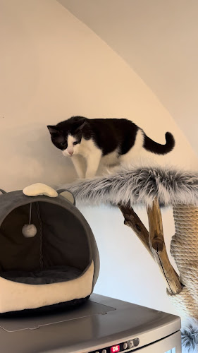 Kavárna Kočičí Praha - Staré Město