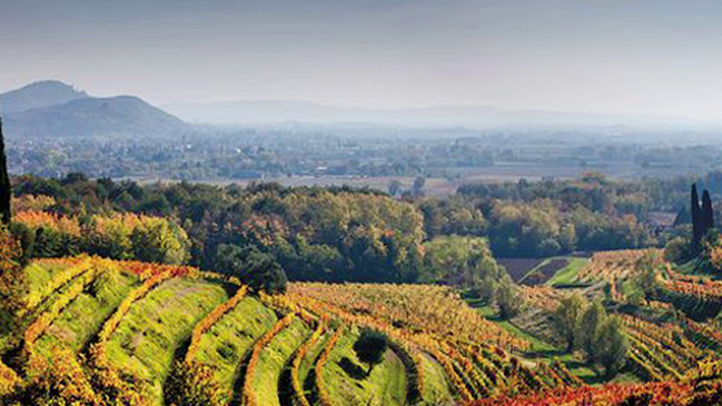 Opinii despre Wine of Italy s.r.o. în Praha - Gastronomie a pohostinství