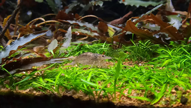 Restaurace U Kašpárka