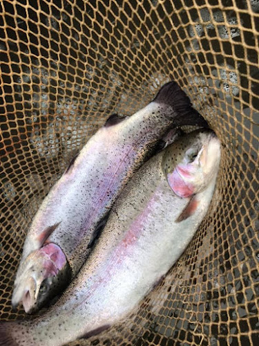 Rybářství Horák s.r.o. prodej živých ryb Sádky Šumvald - Gastronomie a pohostinství