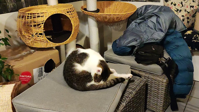 Kočičí kavárna - Plzeň