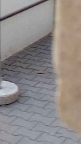 Opinii despre Restaurace U Slavíků în Nová Ves - Gastronomie a pohostinství