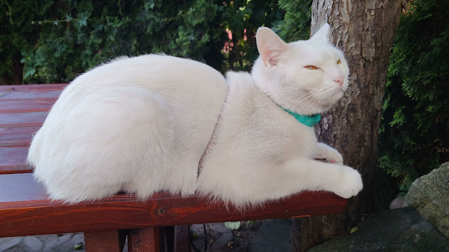 Klub a galerie U Černého kocoura