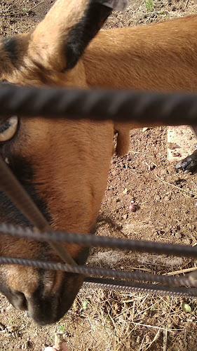 Jáňův dvůr - Gastronomie a pohostinství