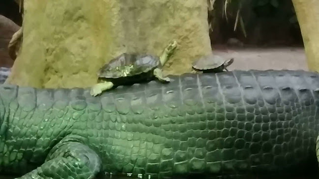 Opinii despre Restaurace Svatá Klára în Praha 7 - Gastronomie a pohostinství