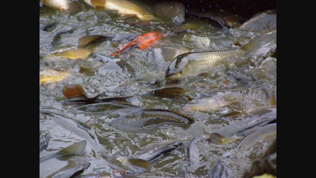 Opinii despre Rybářství Horák s.r.o. prodej živých ryb Sádky Šumvald în Šumvald - Gastronomie a pohostinství