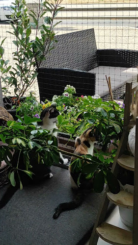 Opinii despre Kočičí kavárna în Plzeň - Gastronomie a pohostinství