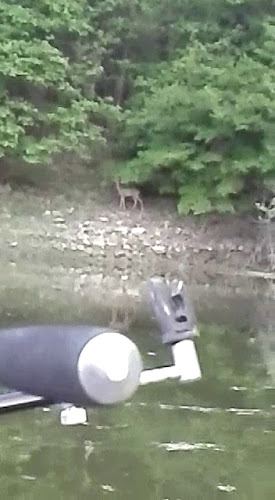 Hospůdka U Kaštánka - Gastronomie a pohostinství