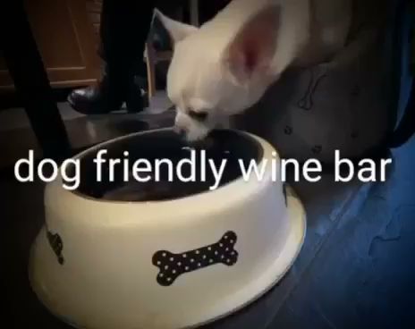 Český archiv vín Dejvice (vinotéka, vinný bar, sýrárna, eshop s vínem)