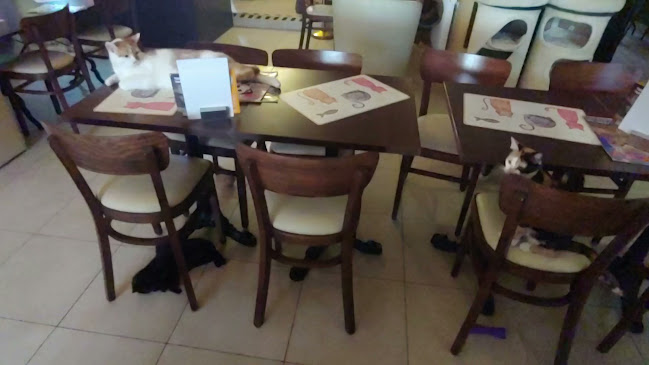 Kočičí kavárenský klub