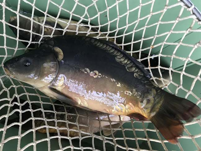 Rybářství Horák s.r.o. prodej živých ryb Sádky Šumvald