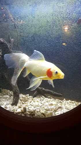 Opinii despre Restaurace Nautilus în Letná - Gastronomie a pohostinství