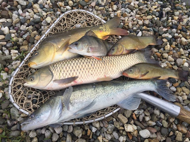 Comentarii opinii despre Rybářství Horák s.r.o. prodej živých ryb Sádky Šumvald