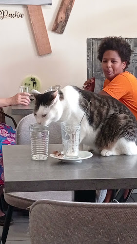 Comentarii opinii despre Kočičí kavárna