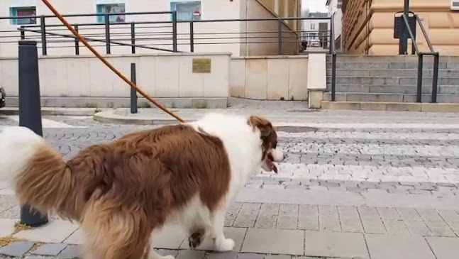 Opinii despre Mima coffee roastery în Uherský Brod - Gastronomie a pohostinství