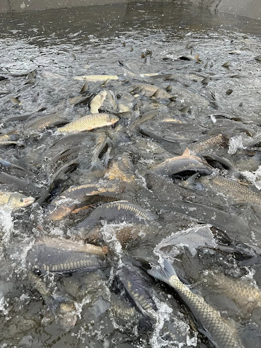 Rybářství Horák s.r.o. prodej živých ryb Sádky Šumvald - Šumvald
