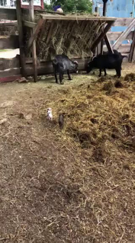 Comentarii opinii despre Malá Jamajka