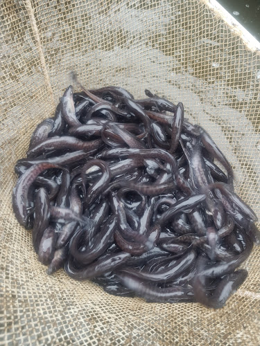 Comentarii opinii despre Ryby Vlček