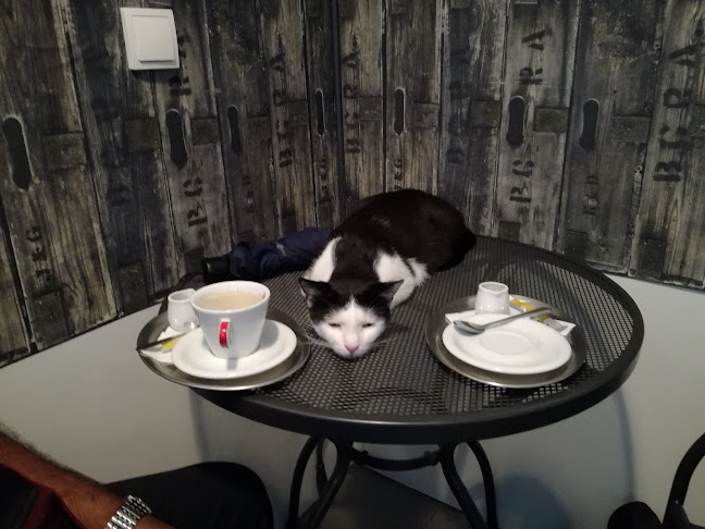 Comentarii opinii despre Kočičí kavárna