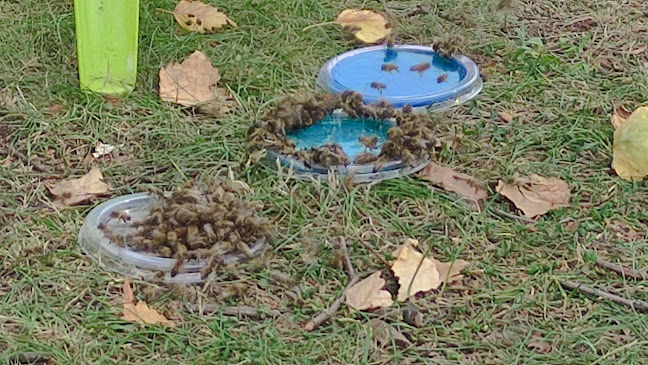 Comentarii opinii despre Zmrzlina