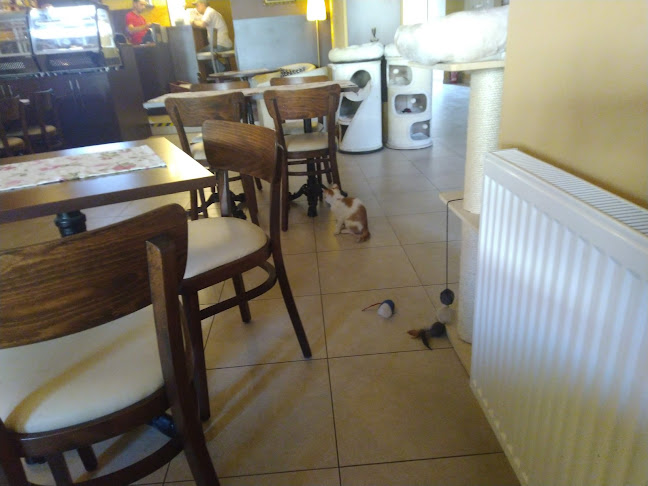 Kočičí kavárenský klub - Gastronomie a pohostinství