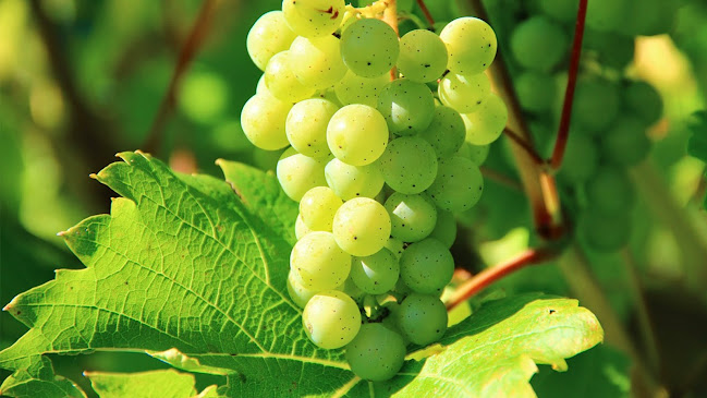 Opinii despre Vinotéka IDEA Ostrava în Ostrava - Gastronomie a pohostinství