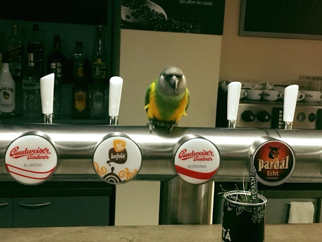 Budějovická pivnice - Vsetín