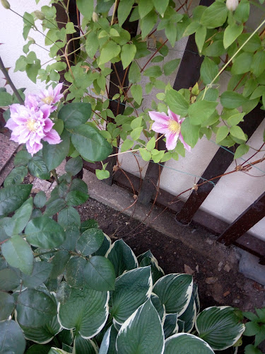 Prodej Ryb - Malšovice