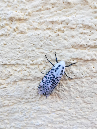 Comentarii opinii despre Restaurace Na Kopci