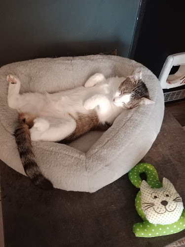 Opinii despre Kočičí kavárna în Plzeň - Gastronomie a pohostinství