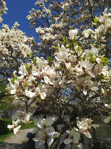 Cukrárna Sněhurka - Olomouc