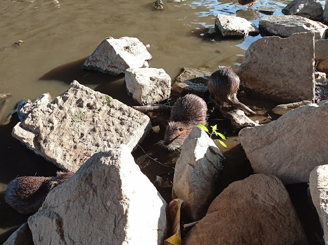 Opinii despre Pekařství Kesi - Stánek Dolní Kounice în Brno - Gastronomie a pohostinství