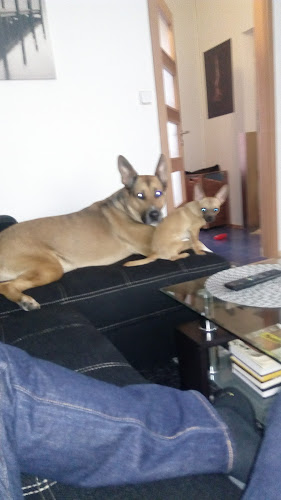 Comentarii opinii despre Hospoda U Kanona