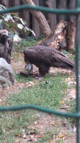 Opinii despre Černohouska în Praha - Gastronomie a pohostinství