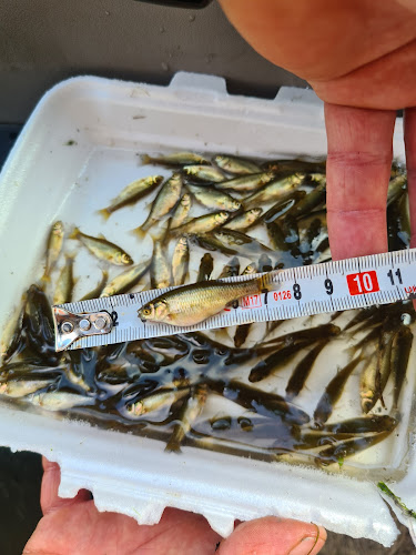 Ryby Vlček - Karlovy Vary