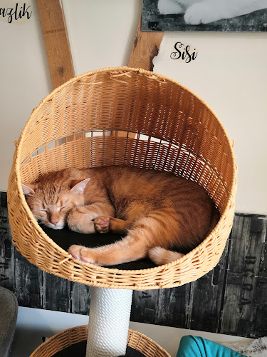 Kočičí kavárna - Gastronomie a pohostinství