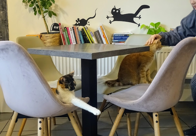 Kočičí kavárna - Gastronomie a pohostinství