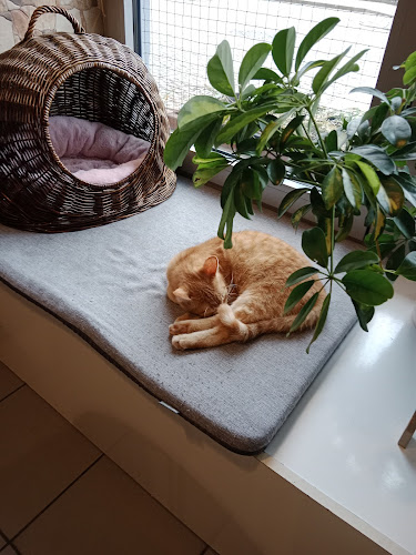 Kočičí kavárna - Plzeň