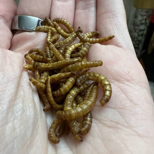 WormUP s.r.o. - Týniště nad Orlicí