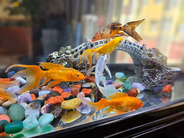 Čínská restaurace Jia Jia Le