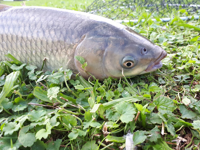 Opinii despre Prodej Ryb în Malšovice - Gastronomie a pohostinství