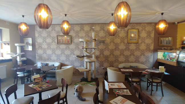 Kočičí kavárenský klub - Ivančice