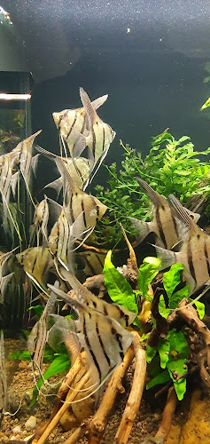 Opinii despre Hospoda U Vody în Rychnov nad Kněžnou - Gastronomie a pohostinství