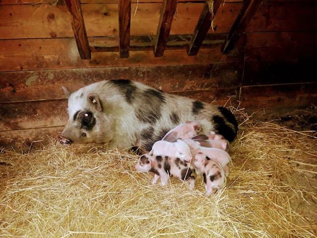 Opinii despre Restaurace Na tý louce zelený în Praha - Gastronomie a pohostinství