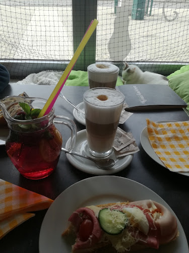 Kočičí kavárna - Plzeň