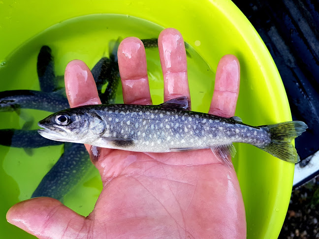 Opinii despre Ryby Vlček în Karlovy Vary - Gastronomie a pohostinství