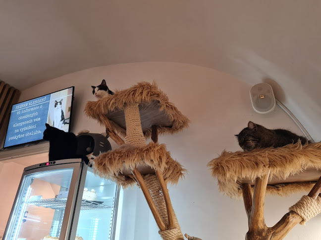 Kavárna Kočičí Praha - Staré Město