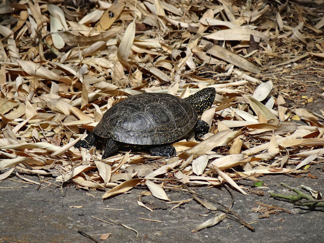 Občerstvení U Supa